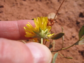 Gaillardia spathulata