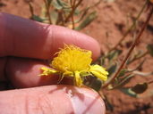 Gaillardia spathulata