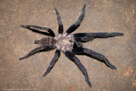 Fimbriated Striated Burrowing Spider