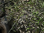 Lilaeopsis chinensis