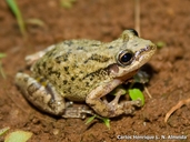 Cochran's Snouted Treefrog