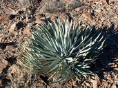 Yucca whipplei var. eremica