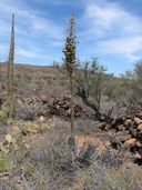Yucca whipplei var. eremica
