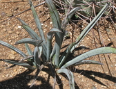 Yucca endlichiana
