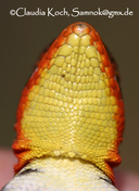 Microlophus koepckeorum