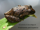Pristimantis percnopterus
