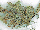 Plagiobothrys cusickii