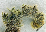 Plagiobothrys scouleri var. cusickii