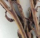 Plagiobothrys glaber
