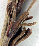 Plagiobothrys glaber