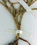 Plagiobothrys nitens