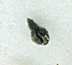 Plagiobothrys parishii