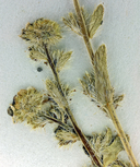 Plagiobothrys salsus