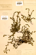 Plagiobothrys torreyi var. diffusus
