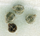 Plagiobothrys torreyi var. diffusus