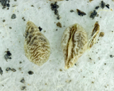 Plagiobothrys undulatus