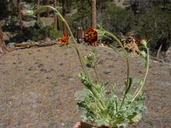 Hulsea vestita ssp. parryi