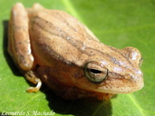 Dendropsophus minutus