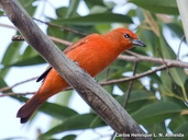 Hepatic-tanager