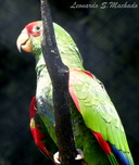 Papagaio Charão