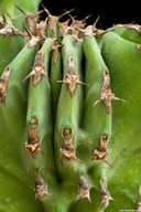 Euphorbia bussei var. kibwezensis