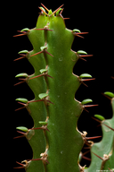 Euphorbia jubata