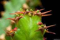Euphorbia vandermerwei