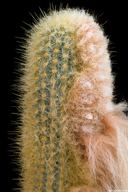 Micranthocereus purpureus