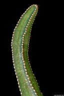 Peniocereus rosei