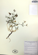 Astragalus monoensis