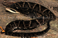 Bothrops venezuelensis