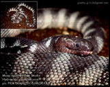 Many Toothed Sea Snake
