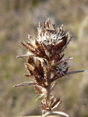 Calycadenia multiglandulosa