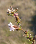 Calycadenia multiglandulosa