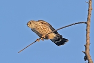 Falco columbarius richardsonii