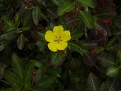 Ludwigia peploides ssp. montevidensis