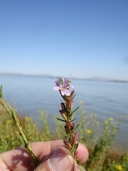 Lythrum californicum
