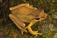 Litoria ewingii