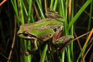 Litoria verreauxii verreauxii