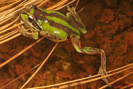 Litoria verreauxii verreauxii