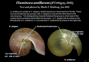 Haminoea antillarum