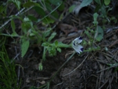 Nemophila maculata