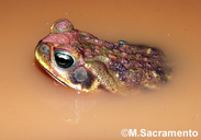 Rhinella schneideri