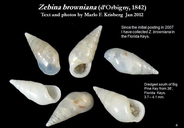 Zebina browniana