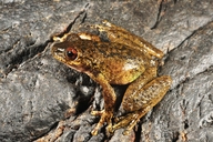 Litoria rheocola