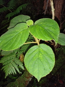 Cyrtandra platyphylla