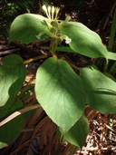 Cyrtandra platyphylla