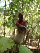 Hibiscadelphus giffardianus