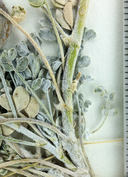 Astragalus albens