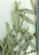 Astragalus allochrous var. playanus